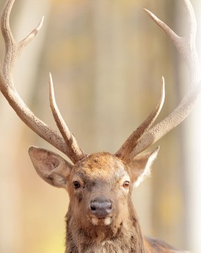 リラクルのタフdeナイト